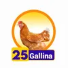 Gallina
