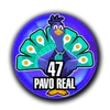 Pavo